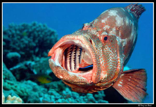 Grouper being cleaned by Dray Van Beeck 