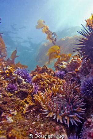 Sunlight on the Reef.  An green sea anenome brilliantly l... by Douglas Klug 