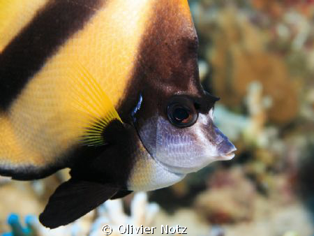 Red Sea Bannerfish by Olivier Notz 