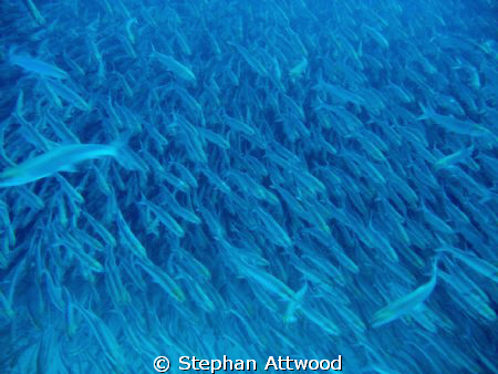 In the Boneyard: Diving in a Bonefish shoal in Mexico - Y... by Stephan Attwood 