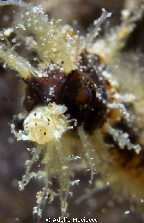 Pygmy  horsepipe  portrait by Adolfo Maciocco 