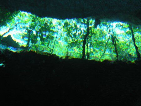 JUNGLE THROUGH THE WATER.Taken whilst diving in the Cenot... by Mike Loizos 