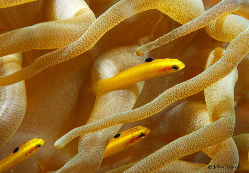 Caribbean Clown Fish! Huh..what? Juvenile Bluehead. BVI's by John Roach 