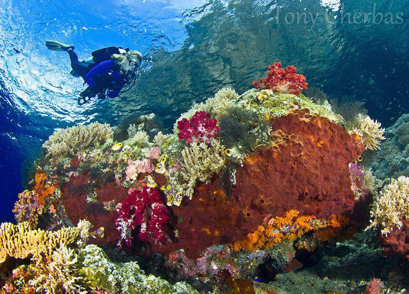 Exploring shallow coral formations on the safety stop by Tony Cherbas 