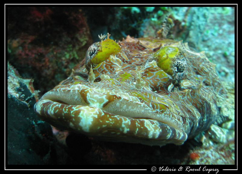 Give me a kiss !!! 
(Cimbacephalus beauforti) by Raoul Caprez 