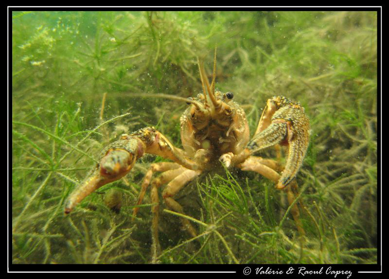 Come on if you dare ! :-) by Raoul Caprez 