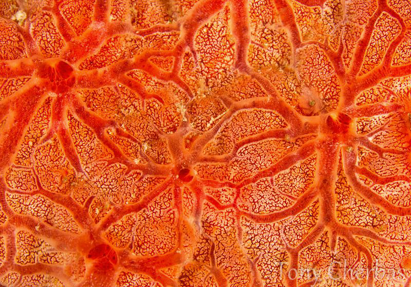Sponge Abstract by Tony Cherbas 