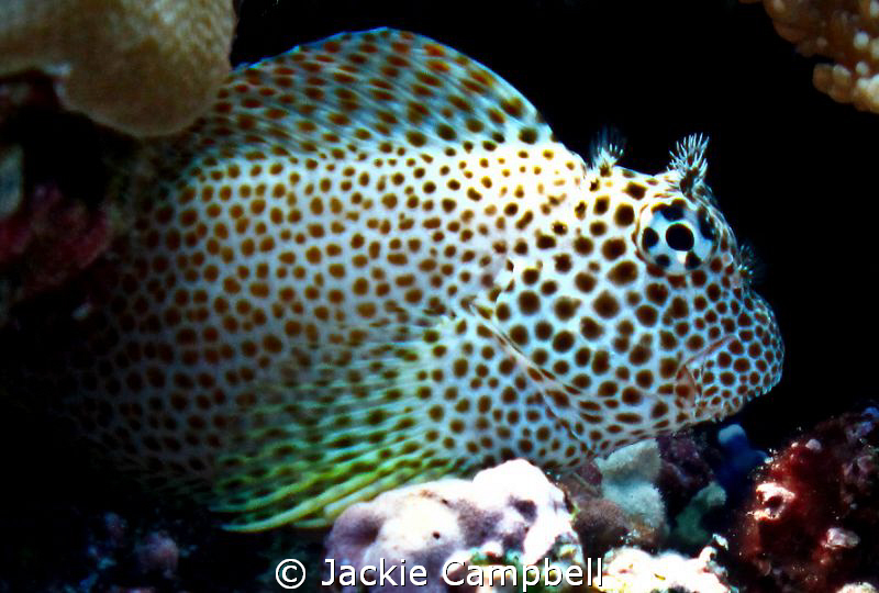 Hawlk fish playing hide and seek amongst some coral.
Can... by Jackie Campbell 