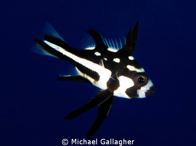 Juvenile midnight snapper, Komodo, Indonesia by Michael Gallagher 