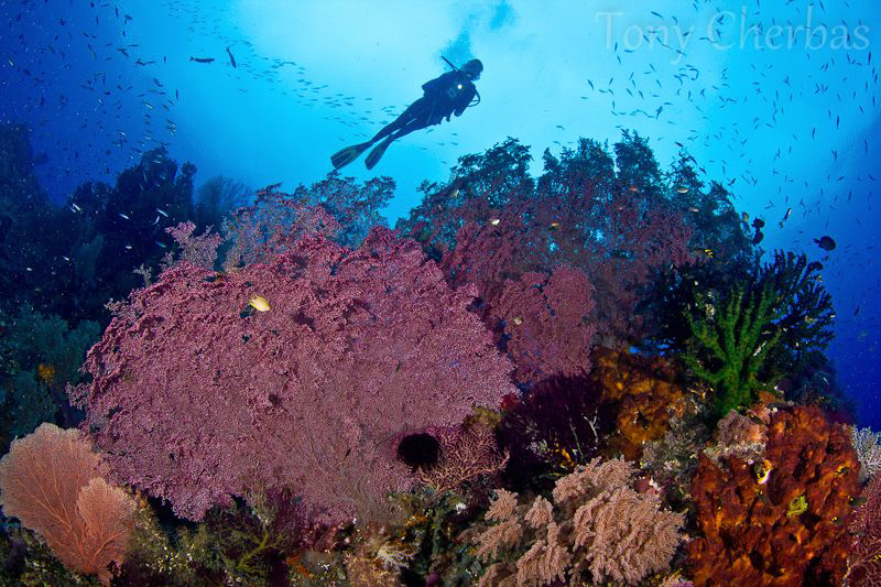 The Neon Forests of Raja Ampat by Tony Cherbas 