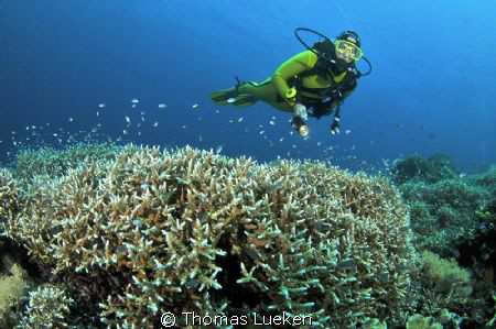 found in Apo Reef; D300 by Thomas Lueken 