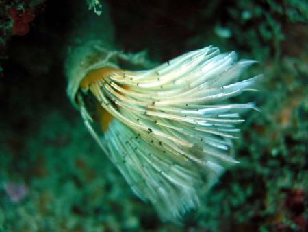 Macro, but not static, because it´s moved by tide as we n... by Ramon Nuñez 