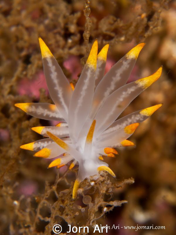 Eubranchus farrani by Jorn Ari 