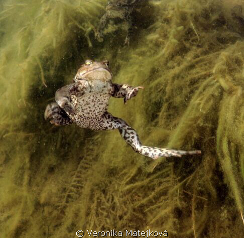 Crazy Frog :) by Veronika Matějková 