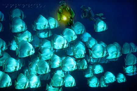 sulawesi, manado, nik RS, batfish, photoshop composing>di... by Manfred Bail 