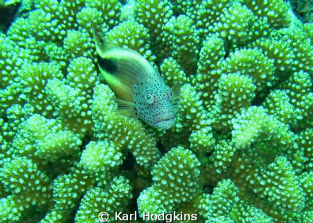 always trying to get a shot of these but they usually are... by Karl Hodgkins 