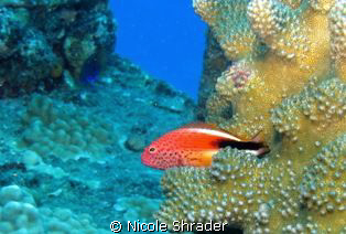 Hawkfish by Nicole Shrader 