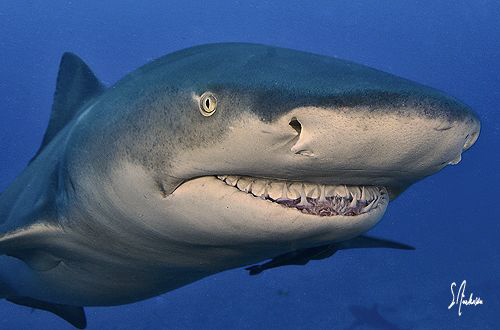 The Lemon Sharks cant help but to grin at our arrival on ... by Steven Anderson 