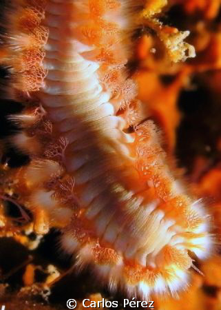 Fire worm @ 16x close up; Crash Boat Aguadilla PR Sea Lif... by Carlos Pérez 