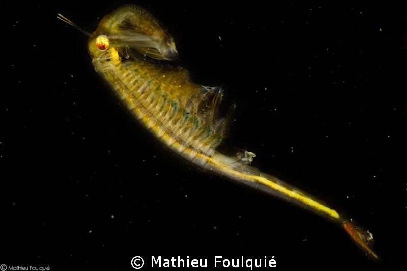 Chirocephalus diaphanus, freshwater branchiopod by Mathieu Foulquié 