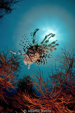 Lion fish by Alberto D'este 