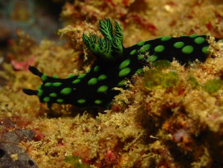 Nudibranch taken at Sipadan, East Malaysia by Dennis Siau 