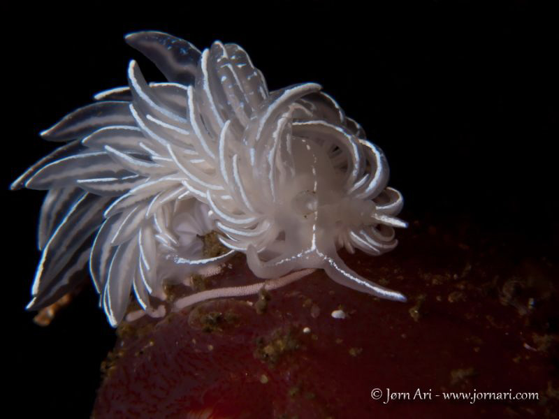 Favorinus blianus by Jorn Ari 
