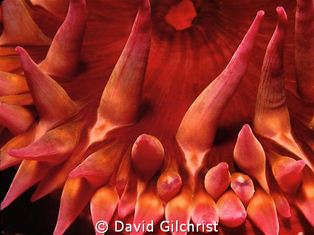 Anemone sp. Close Up, Queen Charlotte Islands-Canada's Pa... by David Gilchrist 