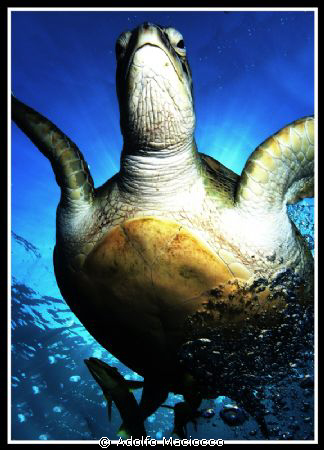 GREEN TURTLE & REMORAS by Adolfo Maciocco 