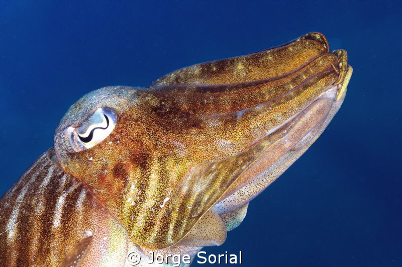 Cuttlefish against the blue sea by Jorge Sorial 