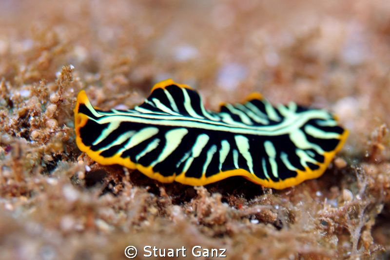 Divided flat worm by Stuart Ganz 