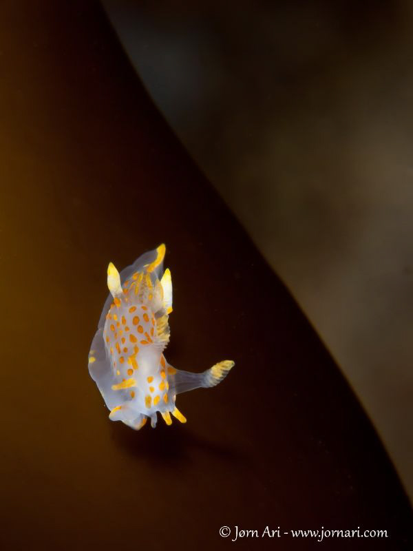 Polycera quadrilineata by Jorn Ari 