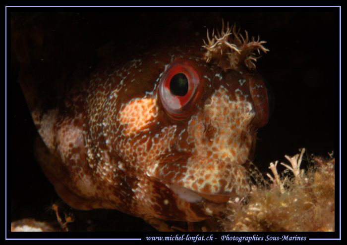 Hummmm.... What's up ?.... :O)... by Michel Lonfat 