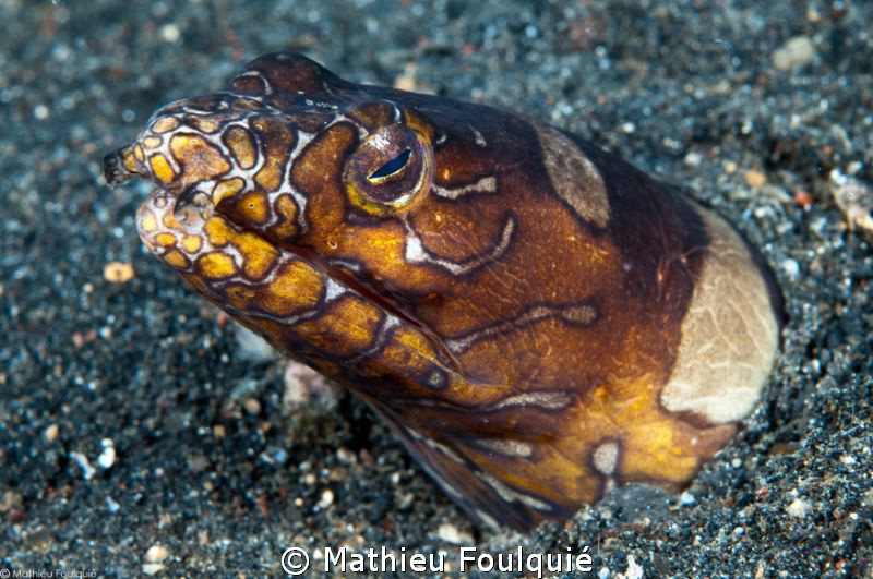 Napoleon snake eel_Ophychthys bonaparti by Mathieu Foulquié 
