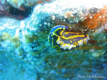 Snapped while diving in lanzarote. Canary Islands. Photog... by Sam Hutchinson 