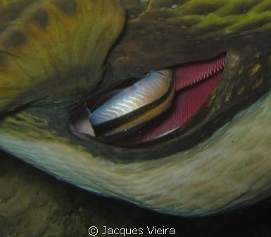 Triton trigger having a late afternoon clean by Jacques Vieira 