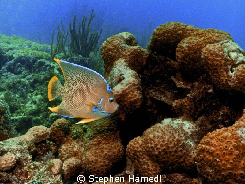 Blue Angelfish by Stephen Hamedl 