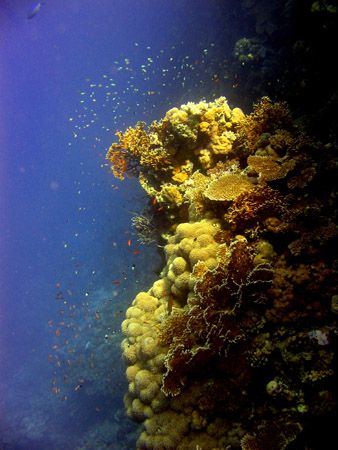 Coral head on southeast slope on Sanganeb, outside Port S... by Stein A. Mollerhaug 