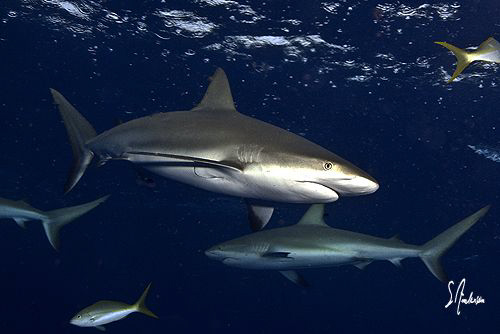 These Reef Sharks can always be seen in packs and ranking... by Steven Anderson 