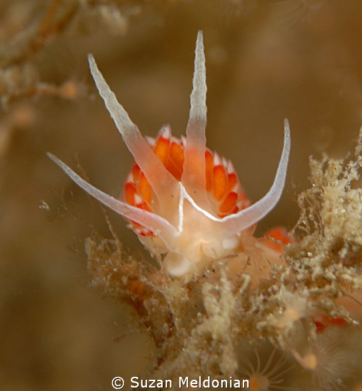 Senor Mustache.... Flabellina Verta by Suzan Meldonian 