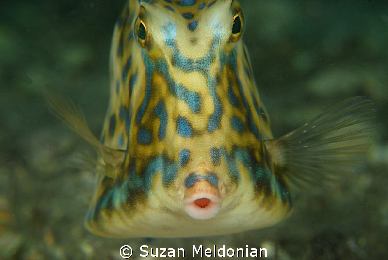 Scrawled Cowfish by Suzan Meldonian 
