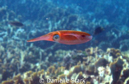 I asked the divemaster to find me a squid.  Then, a squid... by Danielle Stark 