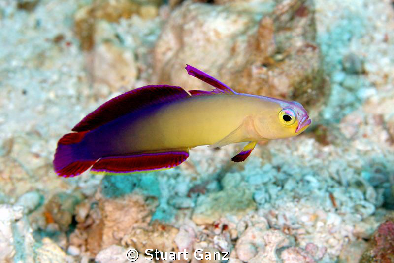 Purple Fire Goby by Stuart Ganz 