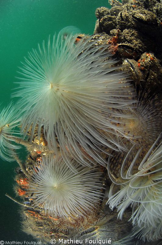 underwater fireworks by Mathieu Foulquié 