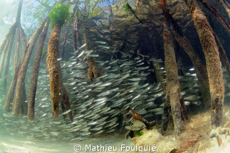 Mangrove (Los Roques National Parc) by Mathieu Foulquié 