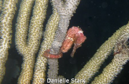 Me? I'm just hangin out. by Danielle Stark 