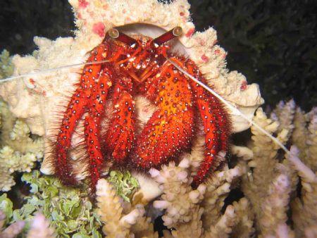 Hermit Crab, Night Great Dive on Great Barrier Reef Austr... by Marcus Joseph 