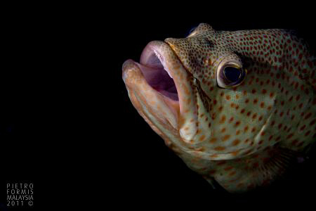 Grouper by Pietro Formis 