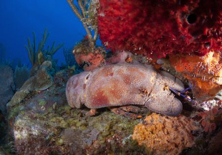 Spanish Lobster. by Juan Torres 