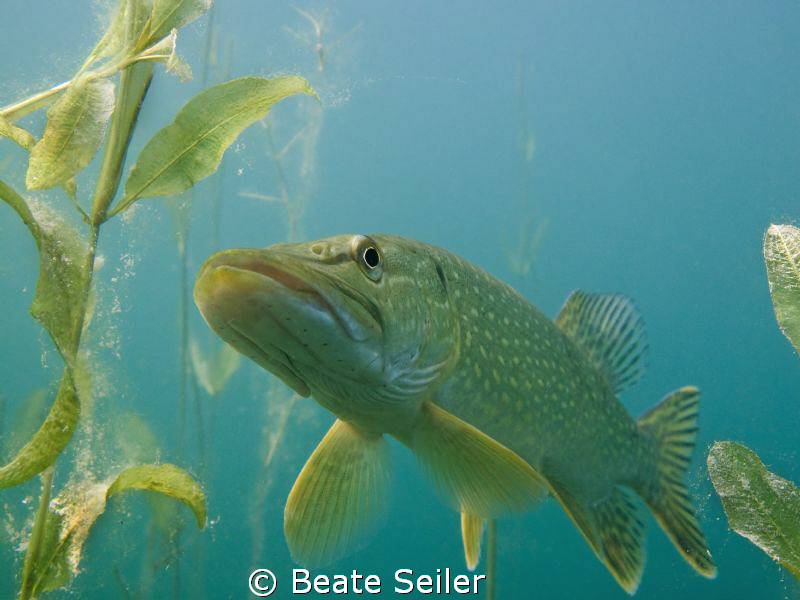 Northern pike , taken with Canon G10 by Beate Seiler 